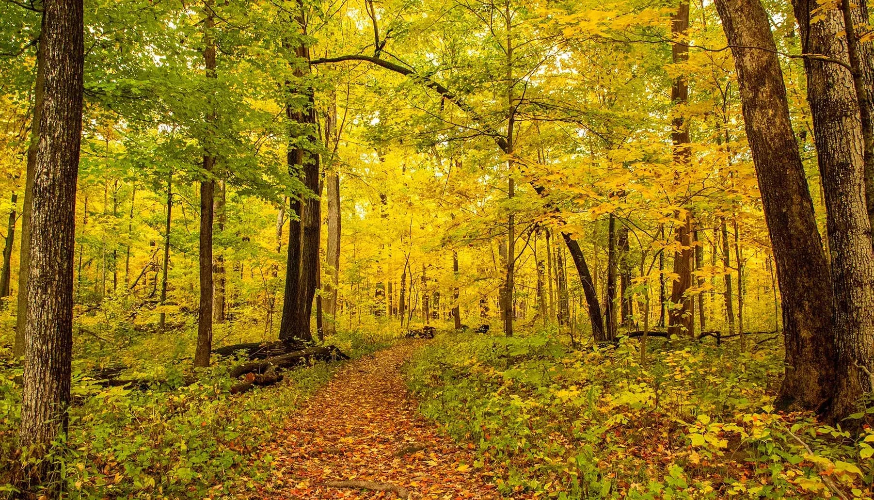 Reconnect with Nature at Meacham Grove Forest Preserve in Bloomingdale, IL