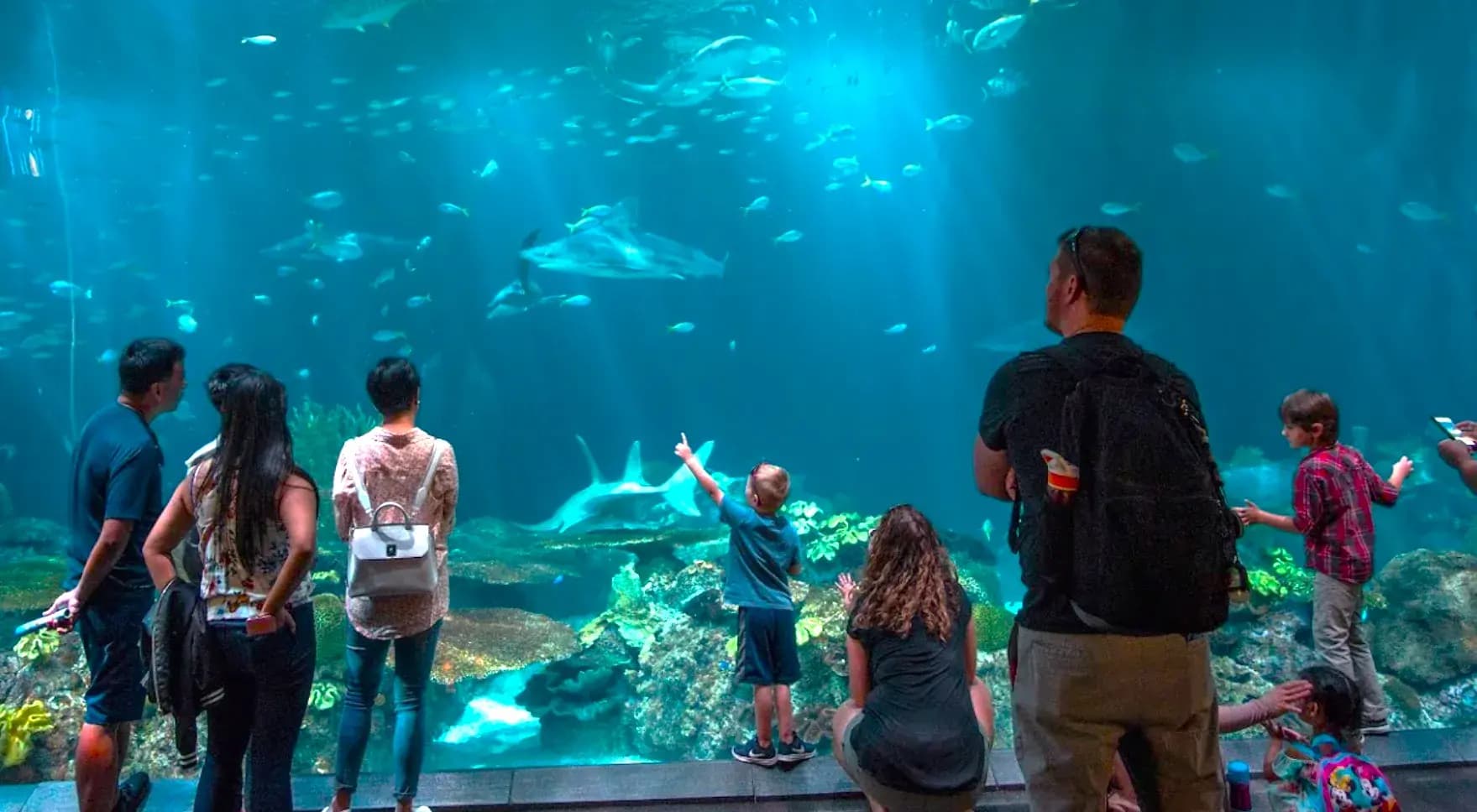 Dive Into the Wonders of Shedd Aquarium: Chicago'S Aquatic Marvel