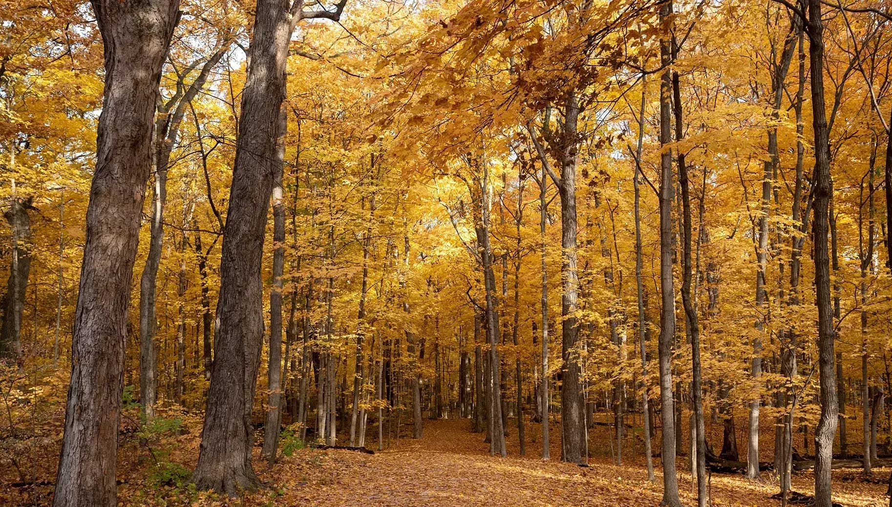 Nature’s Escape: Exploring the Beauty of Oldfield Oaks in Darien, IL