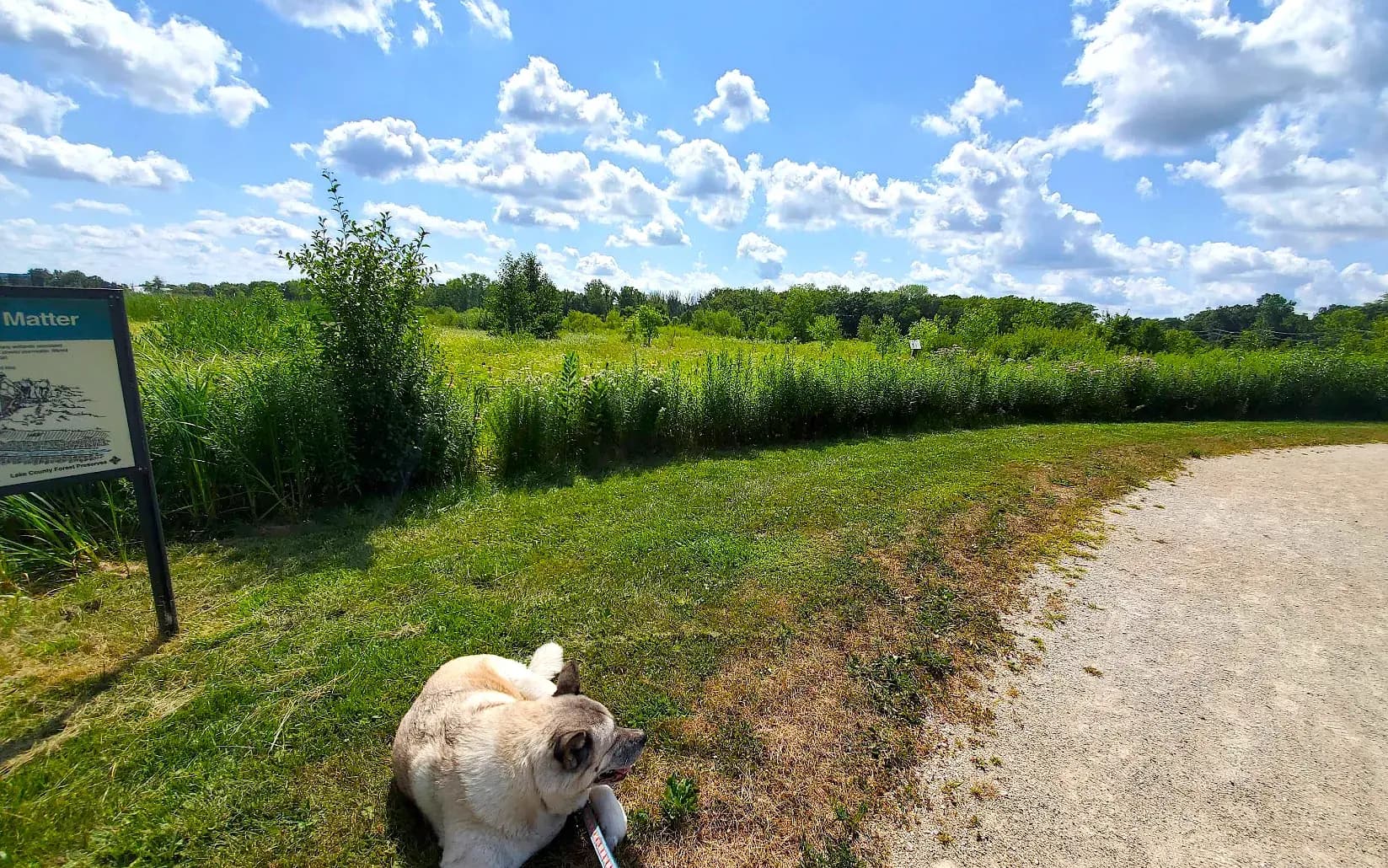 Reconnect with Nature at Prairie Wolf Forest Preserve in Highland Park, IL