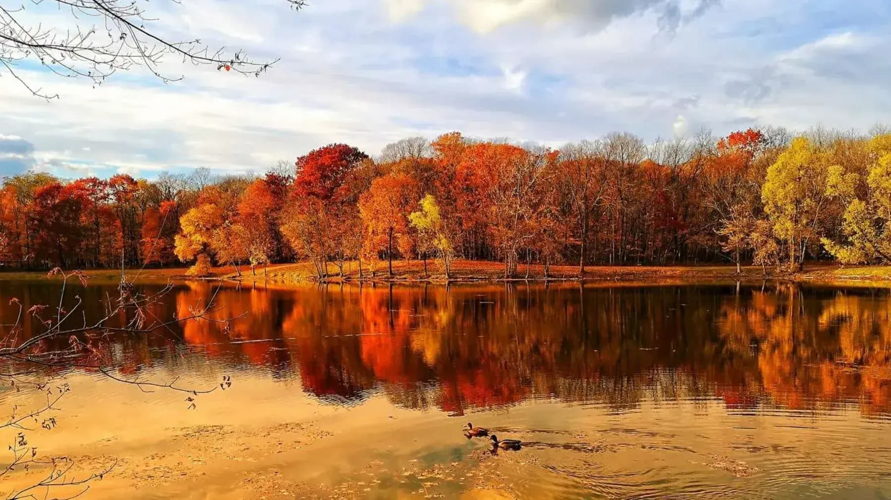 Escape into Nature: Hiking and Wildlife at Potawatomi Woods in Northbrook, IL
