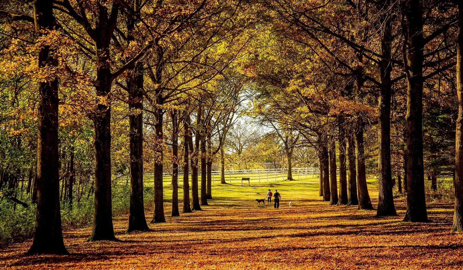 Nature at Its Best: Hiking and Wildlife at Herrick Lake Forest Preserve in Wheaton, IL